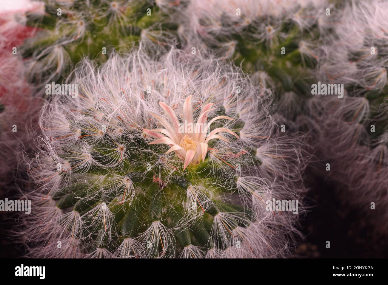 Flauschiger kaktus -Fotos und -Bildmaterial in hoher Auflsung  Alamy