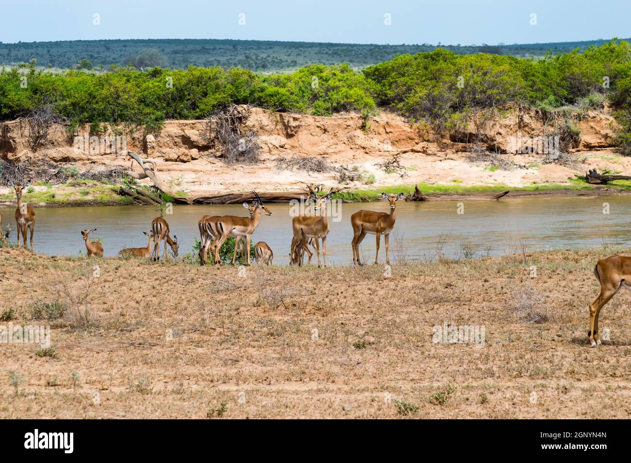 Eine Herde Impala Antilopen am Galana Fluss gesehen Auen während einer Safari im Tsavo East Park in Kenia In Afrika Stockfoto