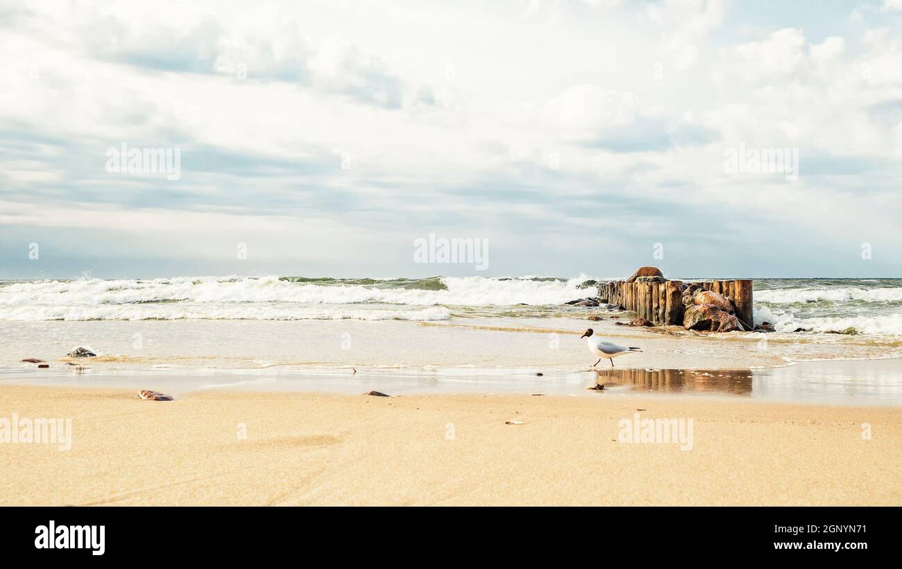 Möwe am Meeresstrand vor dem Hintergrund eines alten Wellenbrechers aus Baumstämmen und Steinen in einem welligen Meer und einem dramatischen Himmel Stockfoto