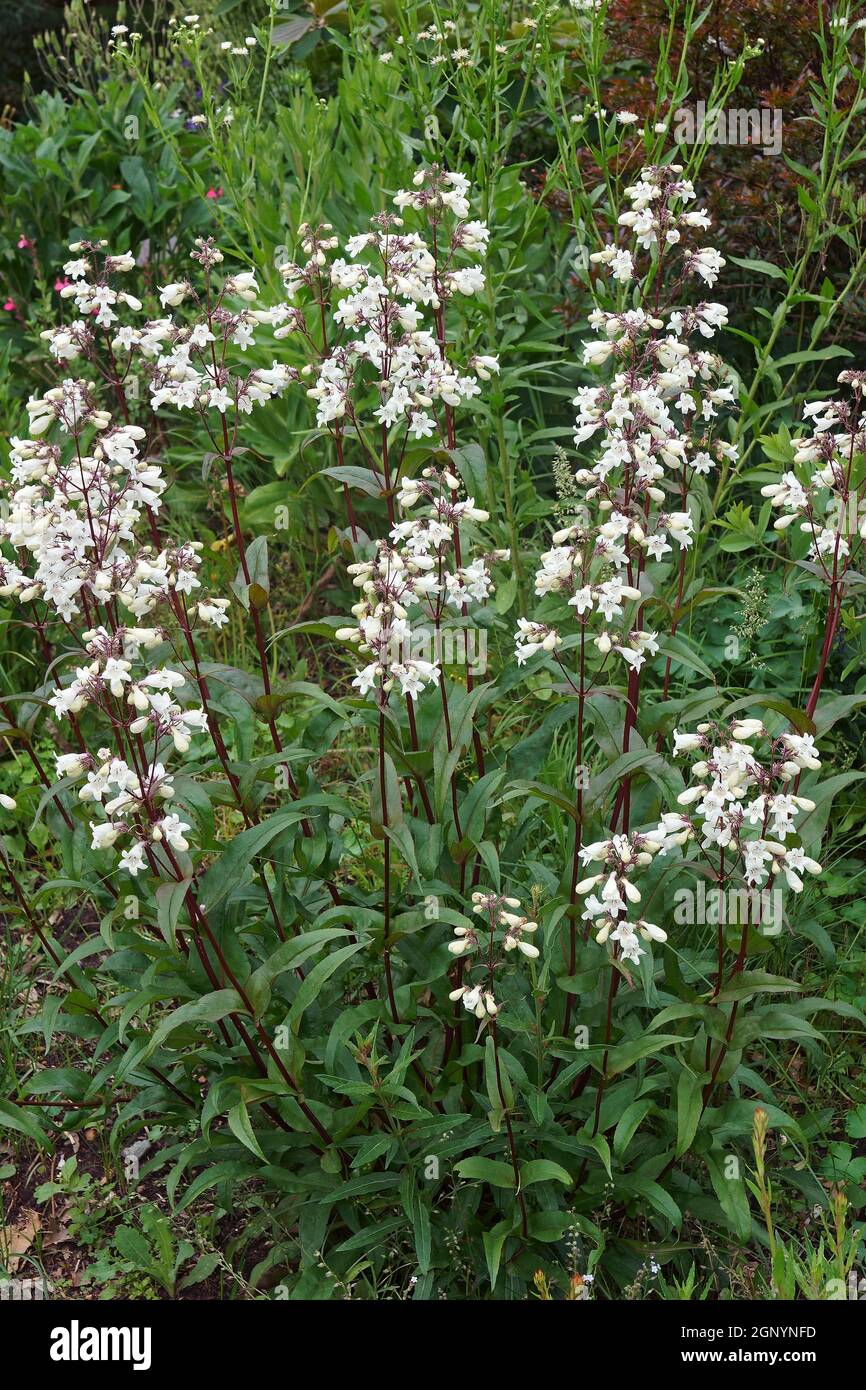 Bartzunge (Penstemon digitalis 'Husker Red'). Genannt Talus Slope penstemom und White bärdtongue auch Stockfoto