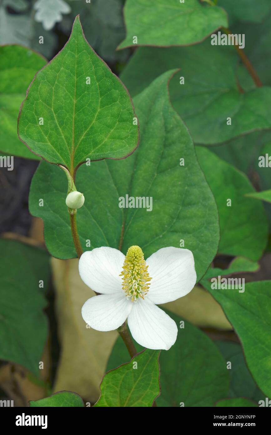 Fischminze (Houttuynia cordata). Genannt Fischblatt, Regenbogenpflanze, Chamäleonpflanze, Herzblatt, Fischwürze und chinesischer Eidechsenschwanz auch Stockfoto