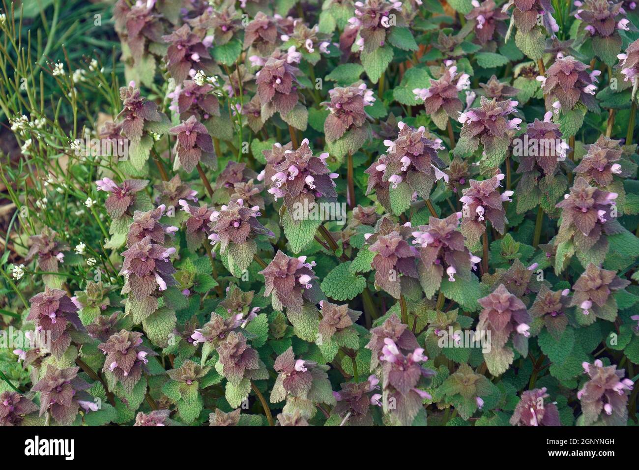 Rote Totnessel (Lamium pureum). Genannt Purple Dead-Brennnessel und Purple achangel auch Stockfoto