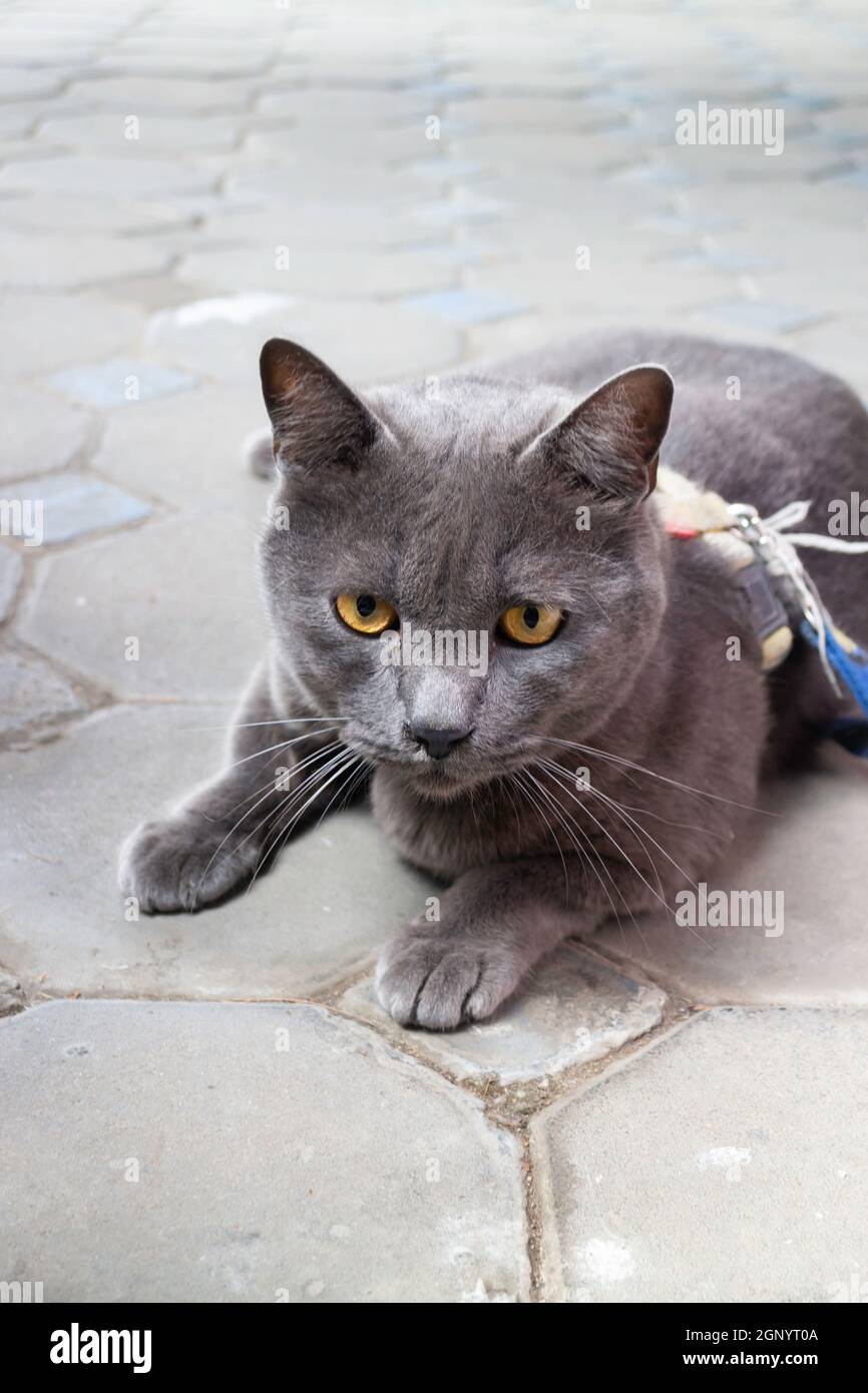 Graue Katze chillen auf dem Boden, Stock Foto Stockfoto