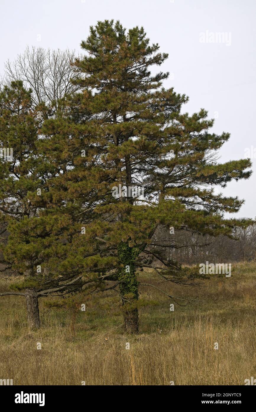Österreichische Kiefer (Pinus nigra). Auch Schwarzkiefer genannt Stockfoto