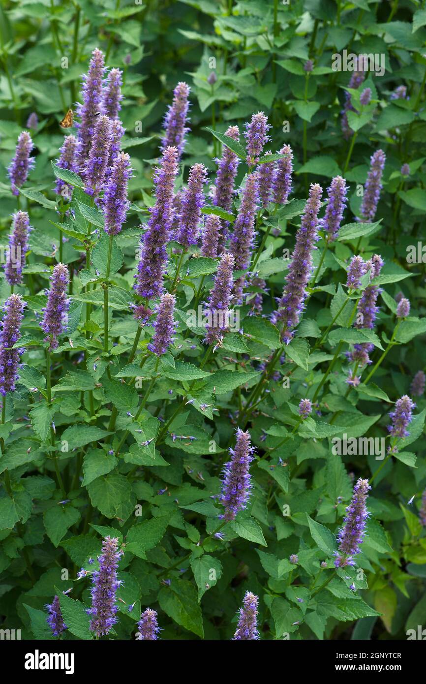 Anis-Ysop (Agastache foeniculum). Auch Blue Giant Ysop genannt, duftender Giant Ysop und Lavendel Giant Ysop Stockfoto