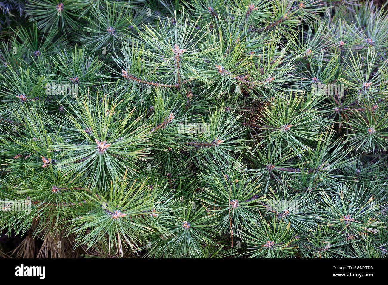 Japanische Pinien (Pinus parviflora 'Tanima no Yuki') Stockfoto