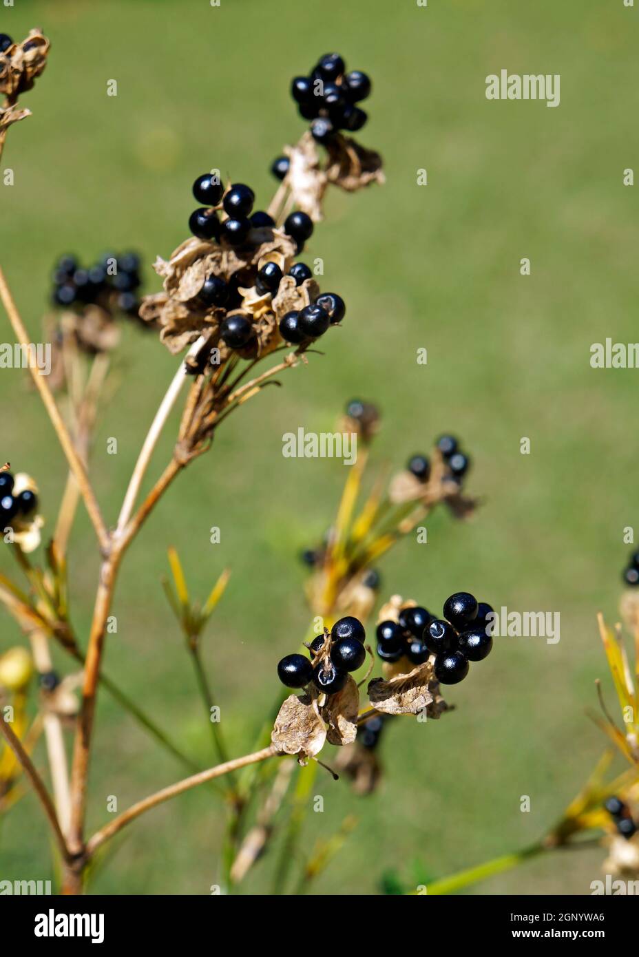 Schwarze wilde Früchte im Garten Stockfoto