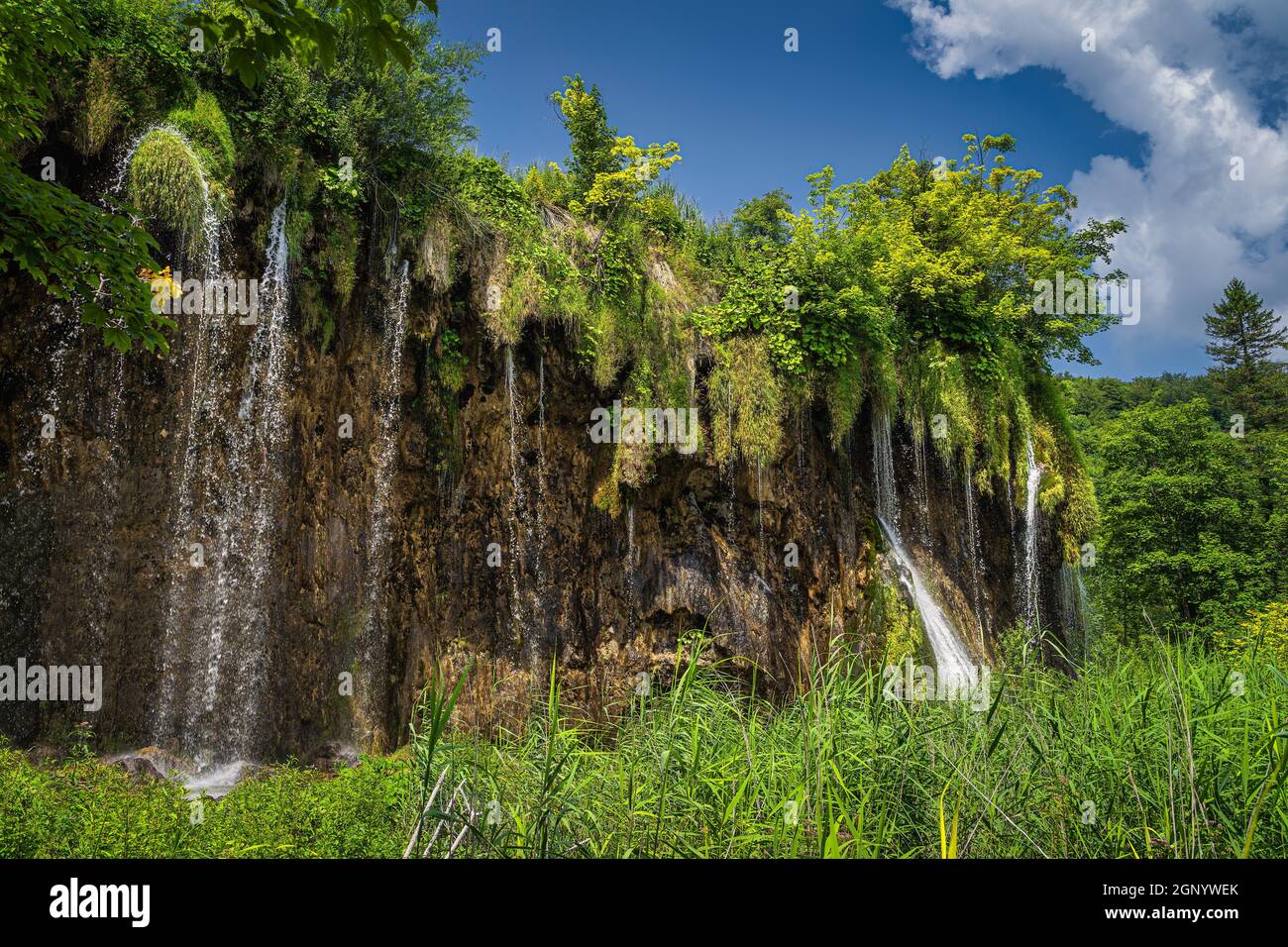 Kaskaden von Wasser aus Flechten, die am hohen Wasserfall hängen. Grüner üppiger Wald im Nationalpark Plitvicer Seen UNESCO Weltkulturerbe, Kroatien Stockfoto