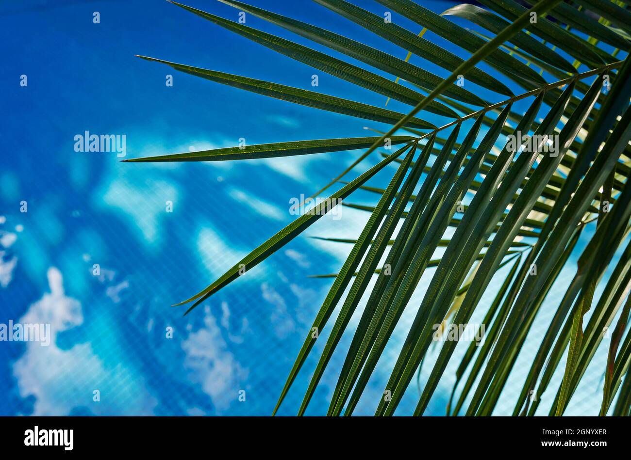 Palmenblätter und Schwimmbad Stockfoto