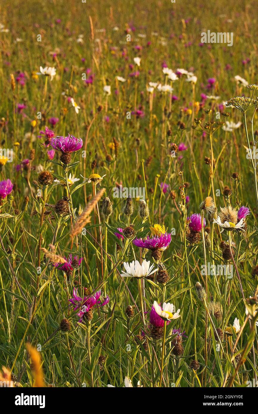 Kingcombe Meadows ist ein 185 ha großes Naturreservat mit wunderschönen Wildblumenwiesen und Grasland, das dem Dorset Wildlife Trust gehört. 97% der Wildblumenwiesen h Stockfoto