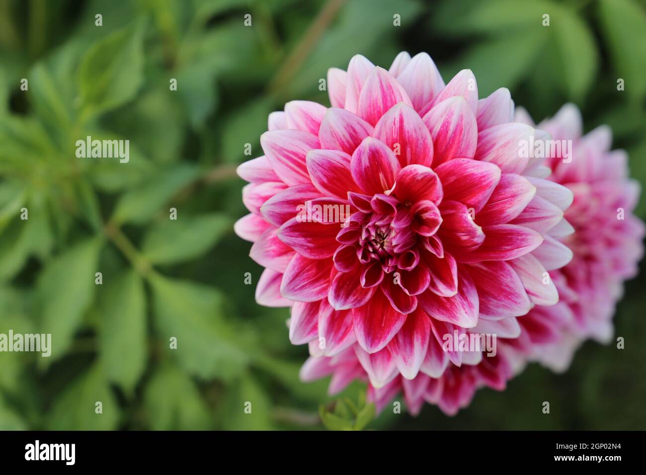 Schöne rosa Dahlia Blume Nahaufnahme Foto in der Natur mit einem grünen Hintergrund.Gartenarbeit, Stockfoto