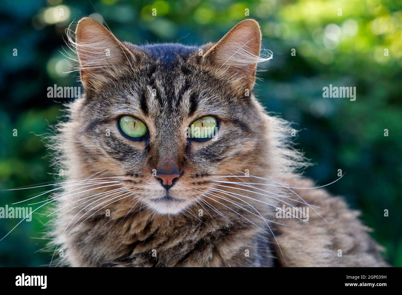 Hauskatze mit grünen Augen Stockfoto