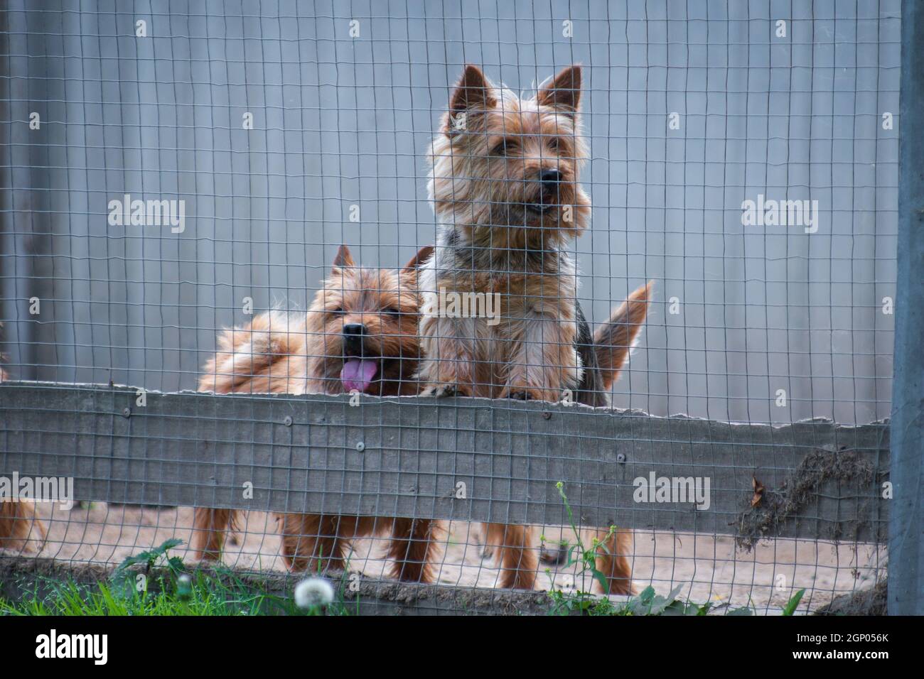 Zwei rothaarige Hunde der Rasse Norwich Terrier gucken heraus Des Gehäuses  im Freien Stockfotografie - Alamy