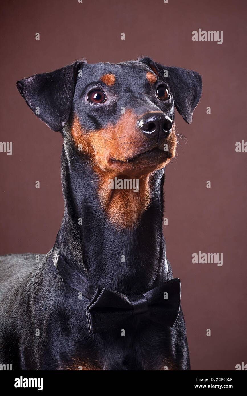Deutsch Pinscher - ein mittelgroßer Hund in Deutschland gezüchtet Das Ende des 18. Jahrhunderts Stockfoto