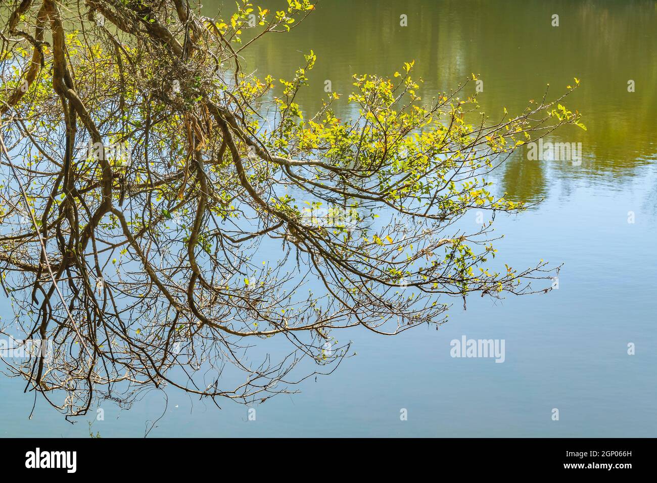 Baum verzweigt über der Lagune im Arequita Nationalpark, lavalleja, uruguay Stockfoto