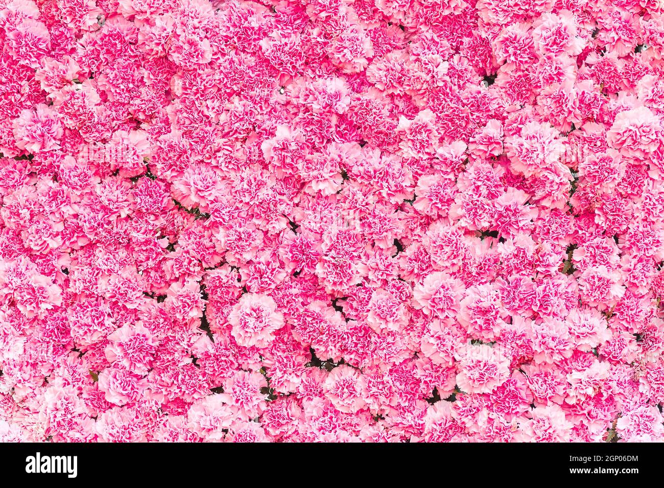 Schöne rosa Nelke Blume, rosa Blume Hintergrund der Nelke Blume Stockfoto