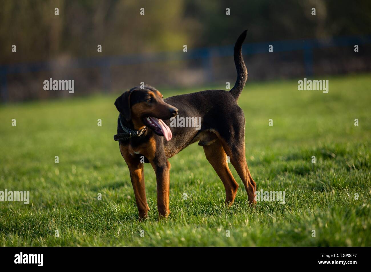 Schwarzer Hund steht auf dem grünen Rasen. Stockfoto