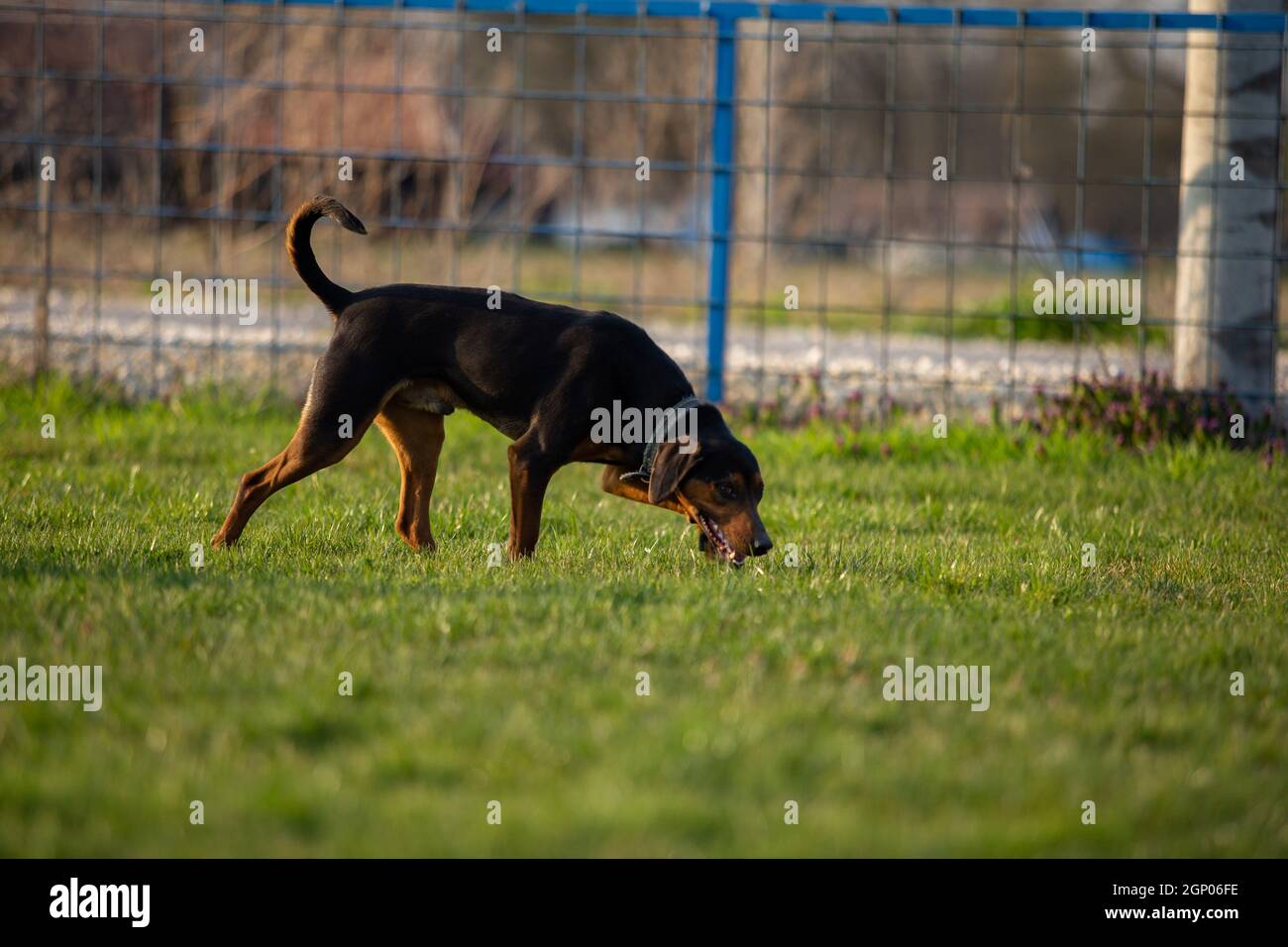 Schwarzhund beim Laufen auf dem grünen Rasen. Stockfoto