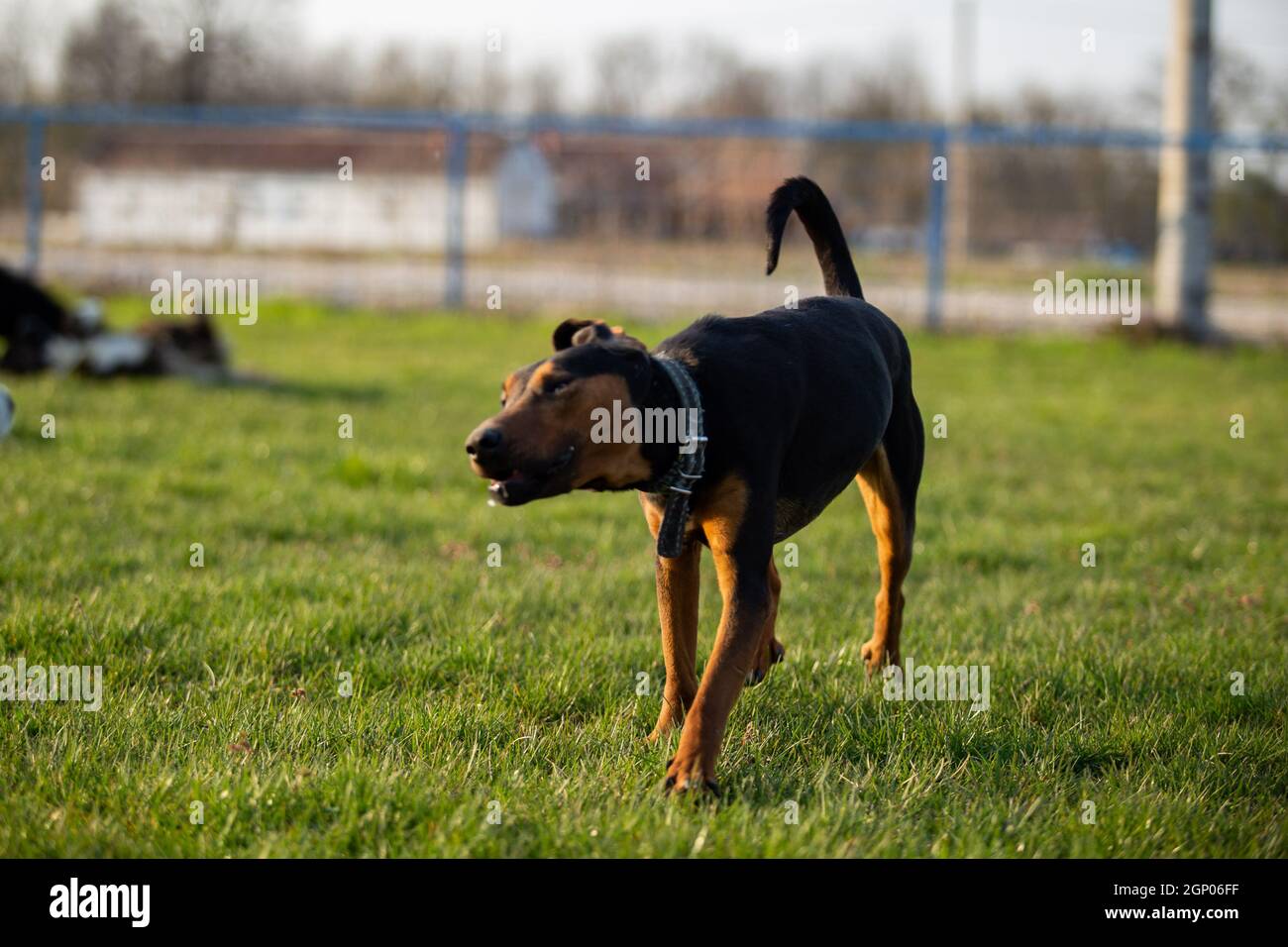 Schwarzhund beim Laufen auf dem grünen Rasen. Stockfoto