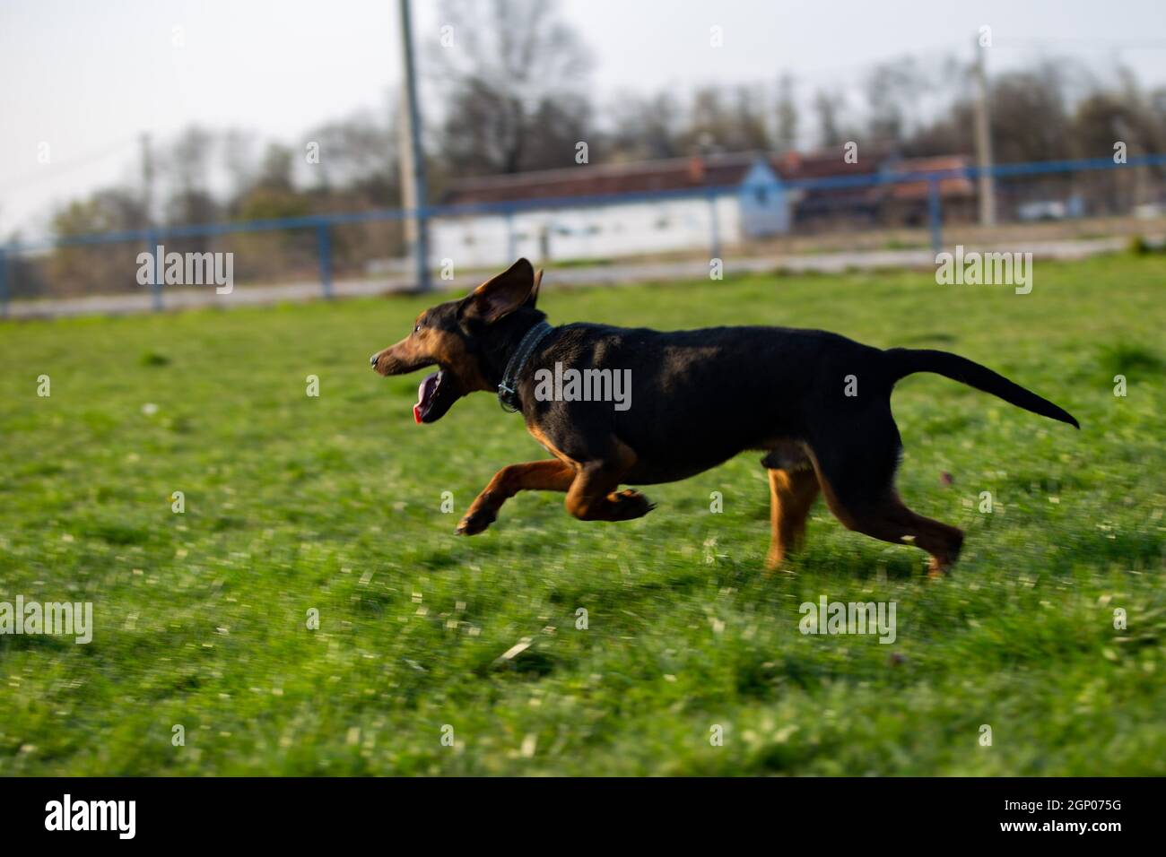 Black Hound spielt auf dem grünen Rasen. Stockfoto