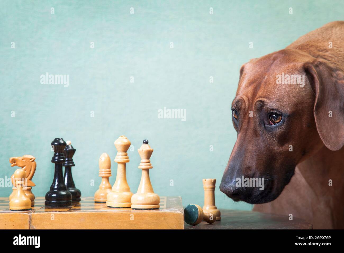 Ausgebildeter Ingwer-Großhund, Rhodesian ridgeback Breed, dachte an ein Schachspiel im Haus, auf einem grünlichen Hintergrund Stockfoto