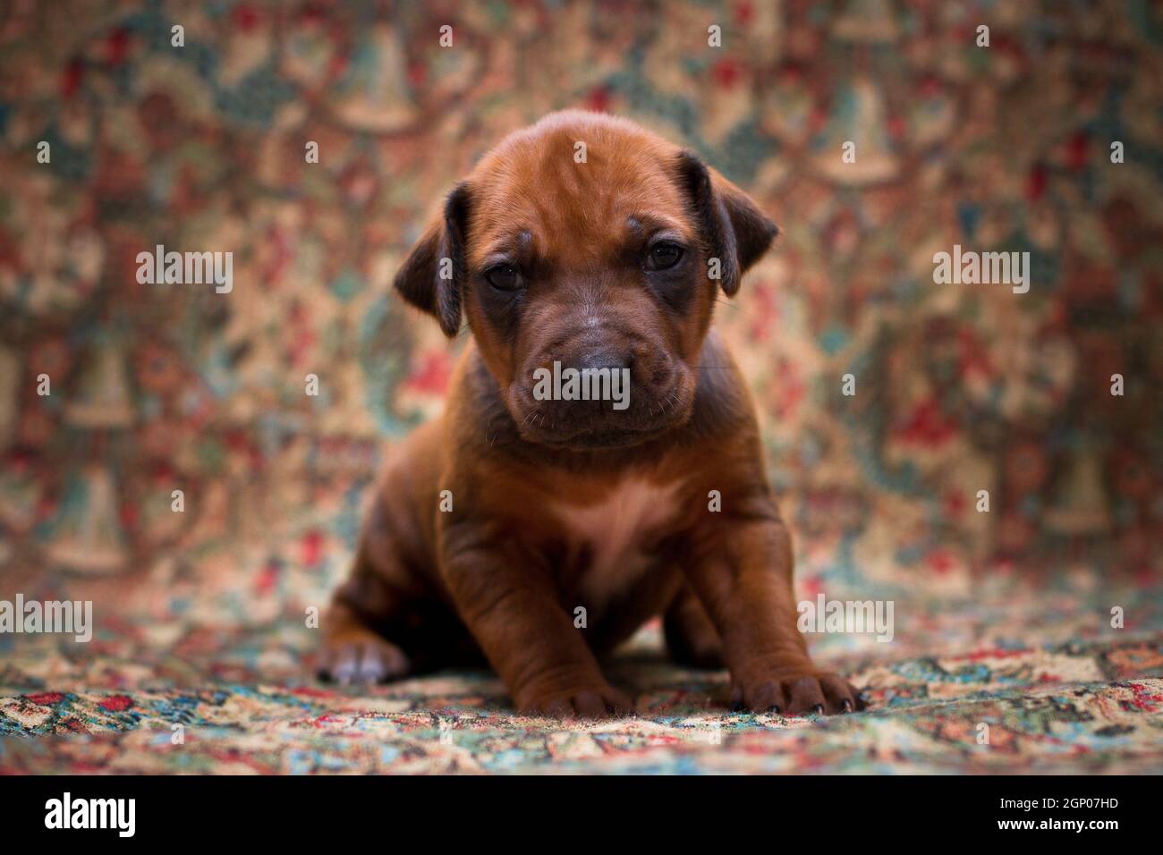 Kleine niedliche rote Welpen der Hunderasse Rhodesian Ridgeback sitzt Drinnen auf dem Sofa mit Wandteppich bedeckt Stockfoto