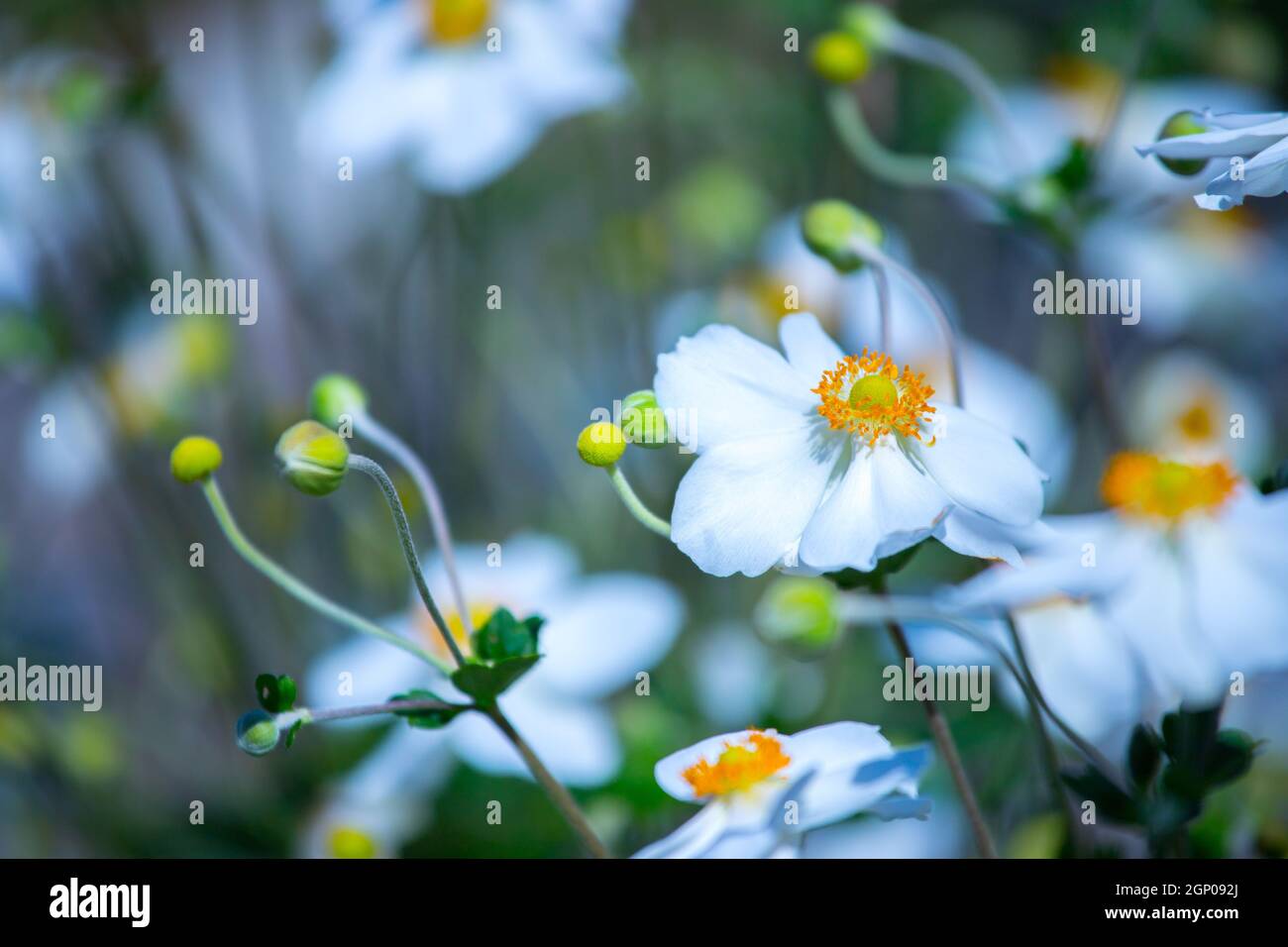 Schöne weiße orange Blumen im Frühling, verschwommenen Hintergrund Stockfoto