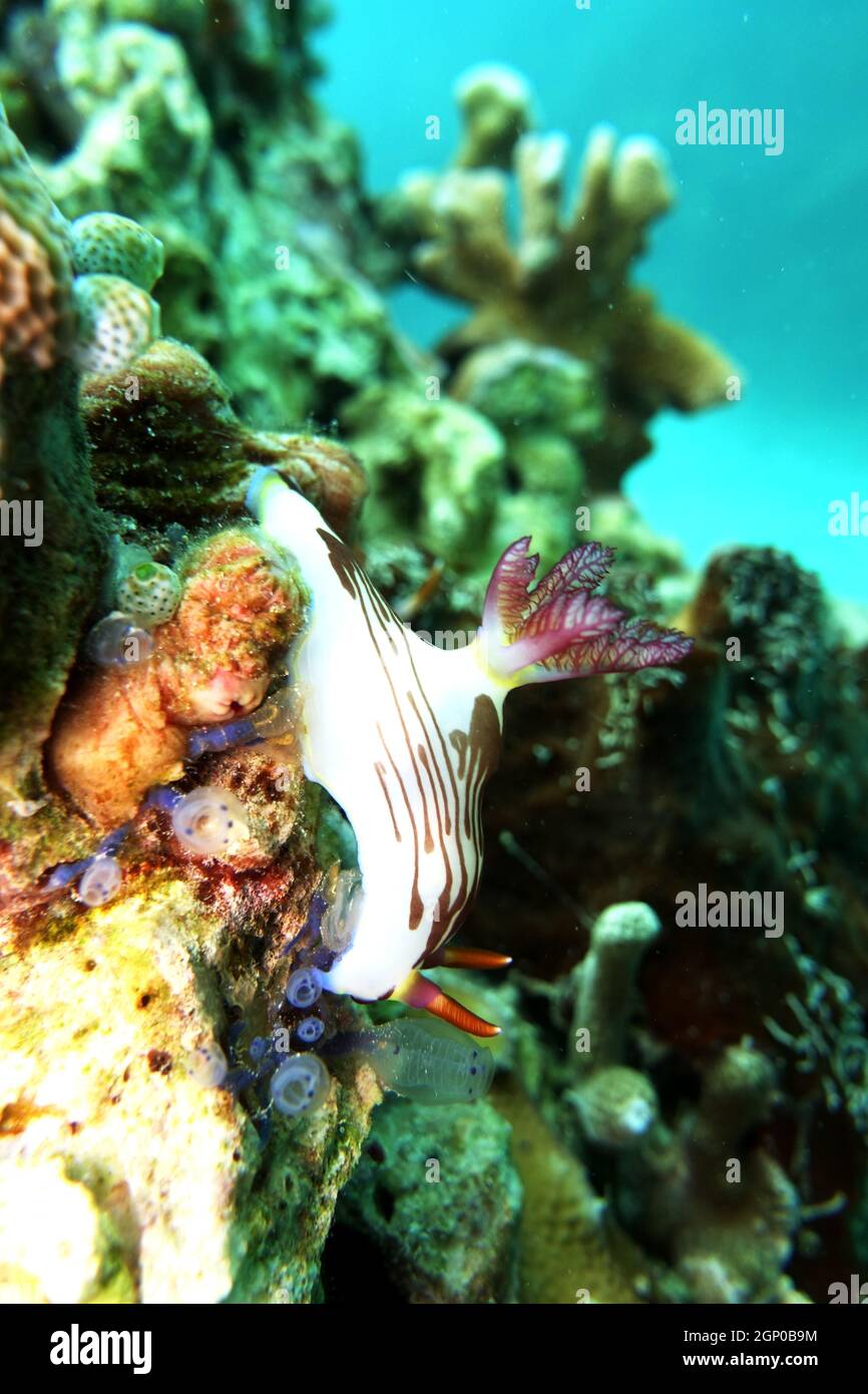 Neonsternschnecke Nembrotha purpureolineata, Nord-Molukken, Indonesien, Towali Island Stockfoto