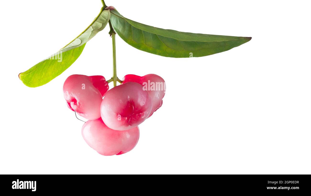 jambu oder Rosenapfel mit Blättern, glockenförmige Frucht auch Glockenfrucht oder Wachsapfel genannt, isoliert auf weißem Hintergrund, sri lanka saftige Früchte Stockfoto