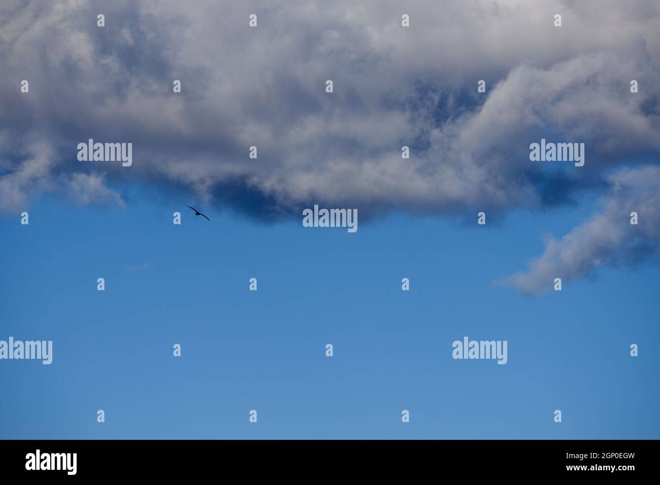 Möwe fliegt durch Wolken, blauer Himmel, freier Raum, weiße Wolken Stockfoto