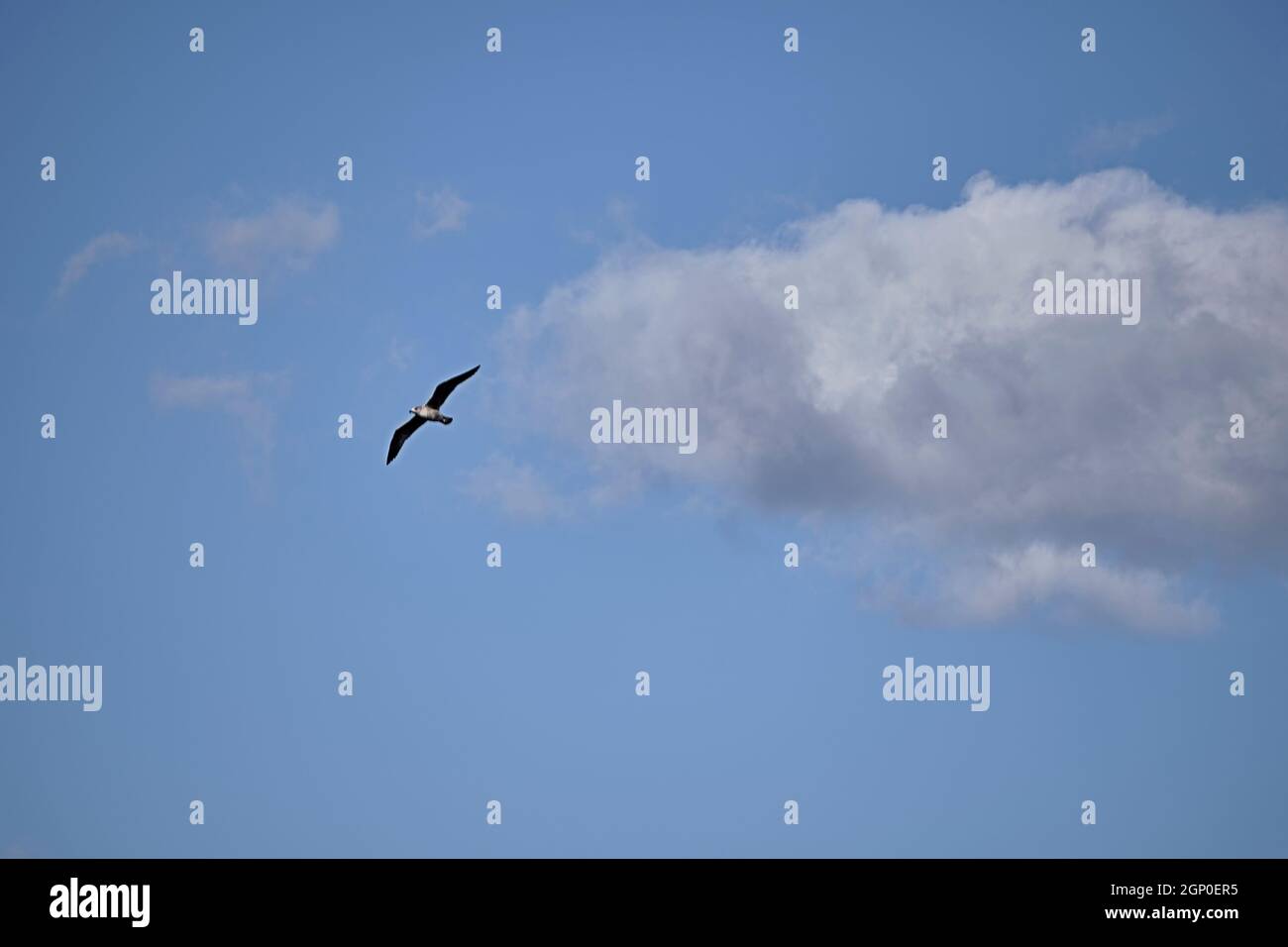 Möwe fliegt durch Wolken, blauer Himmel, freier Raum, weiße Wolken Stockfoto