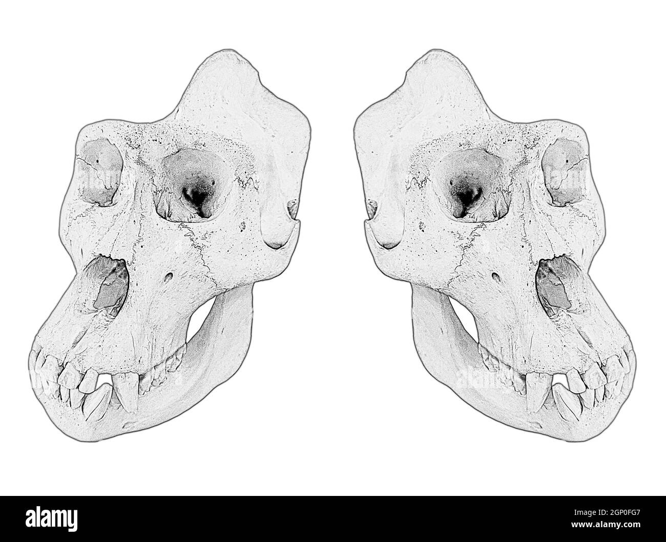 Gorilla-Schädel. Zeichnung mit Affenknochen. Stockfoto