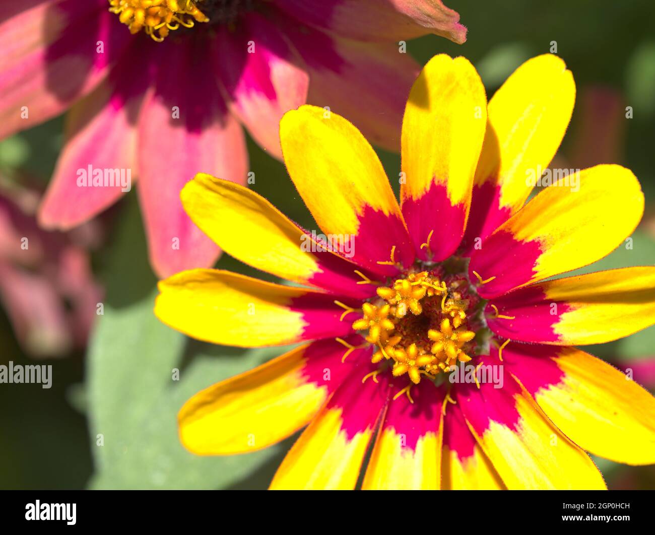 Nahaufnahme der mehrfarbigen Zinnia in Rot und Gelb Stockfoto