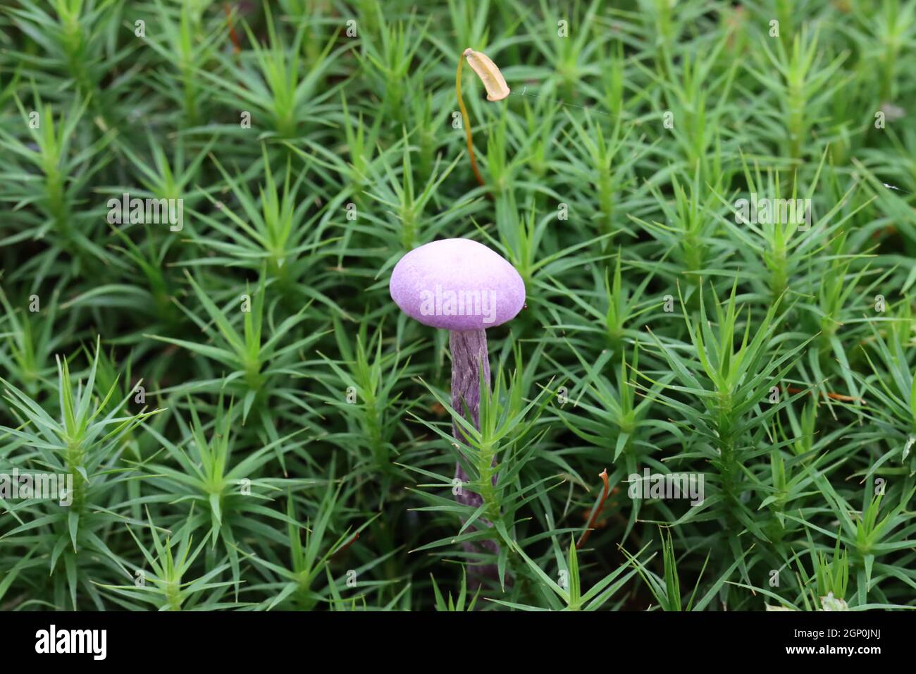 Ein kleiner hellvioletter Pilz wächst in einem Wald zwischen dunkelgrünen sternförmigen Moosen, aus nächster Nähe Stockfoto