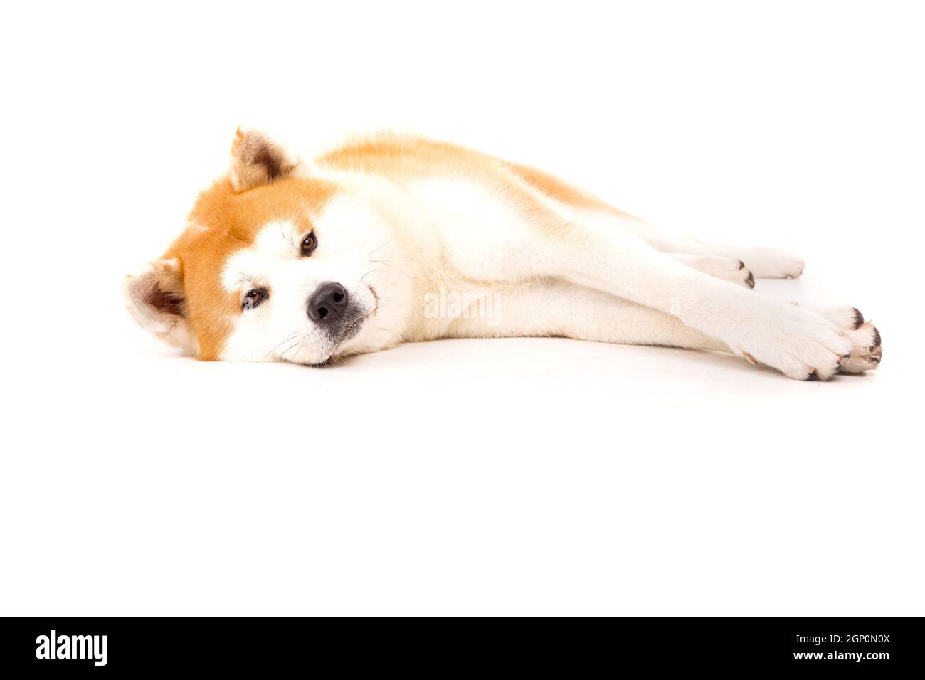 Schönen Akita Inu Hund posiert im studio Stockfoto
