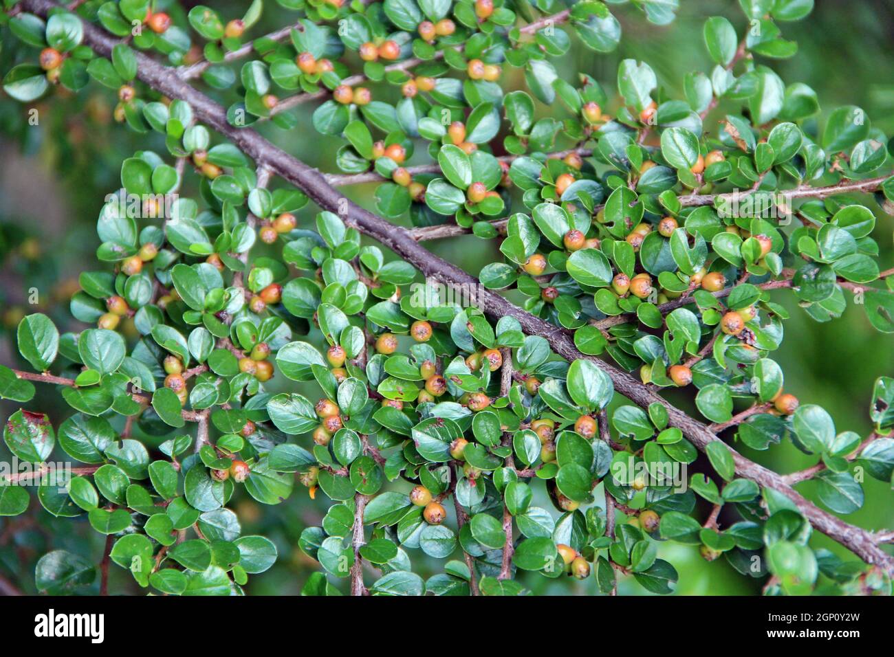 Cotoneaster horizontalis Decne. Textur aus grünen Blättern von Cotoneaster. Laub und unreife Beeren von Cotoneaster. Zweig der Pflanze mit grünen Blättern Stockfoto