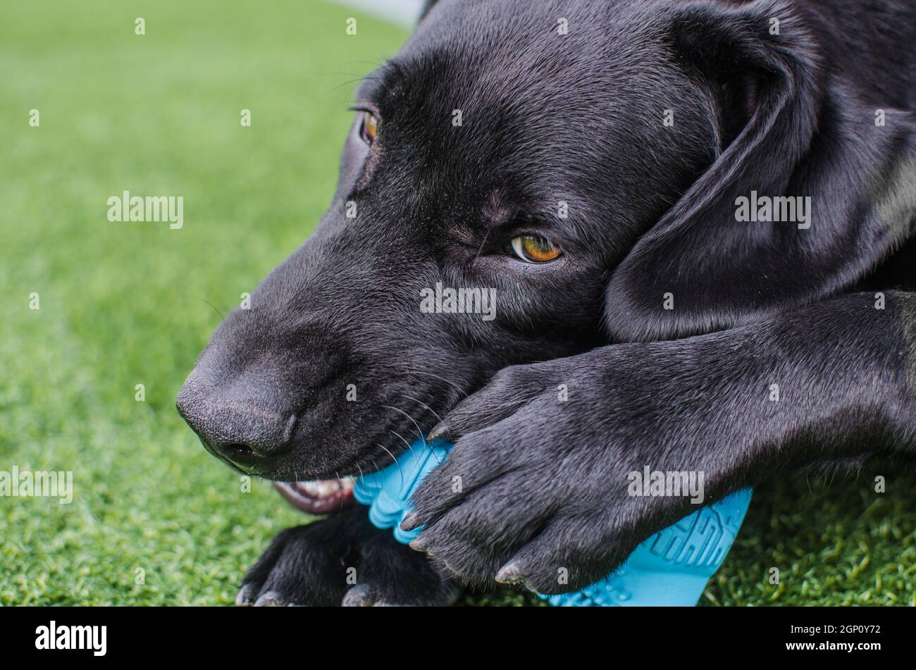 Schwarzer Hund Labrador Retriever Nahaufnahme Gesicht mit intensivem Blick, neutral grasigen Hintergrund spielt mit seinem Spielzeug. Dunkle Schattierungen und schöne Augen Stockfoto