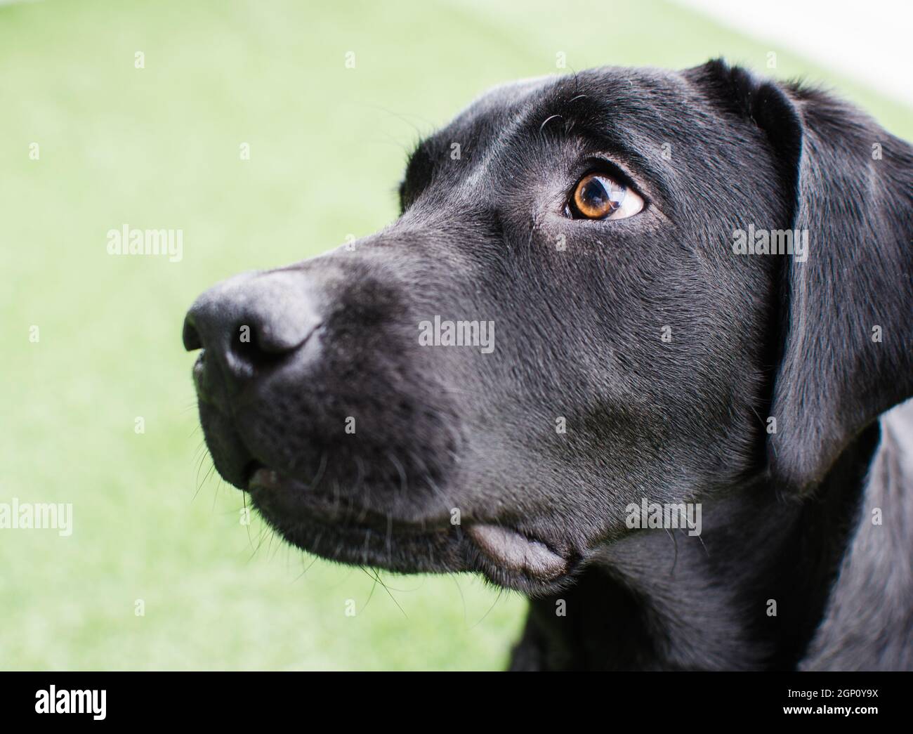 Schwarzer Hund Labrador Retriever Nahaufnahme Gesicht mit intensivem Blick, neutral grasigen Hintergrund spielt mit seinem Spielzeug. Dunkle Schattierungen und schöne Augen Stockfoto