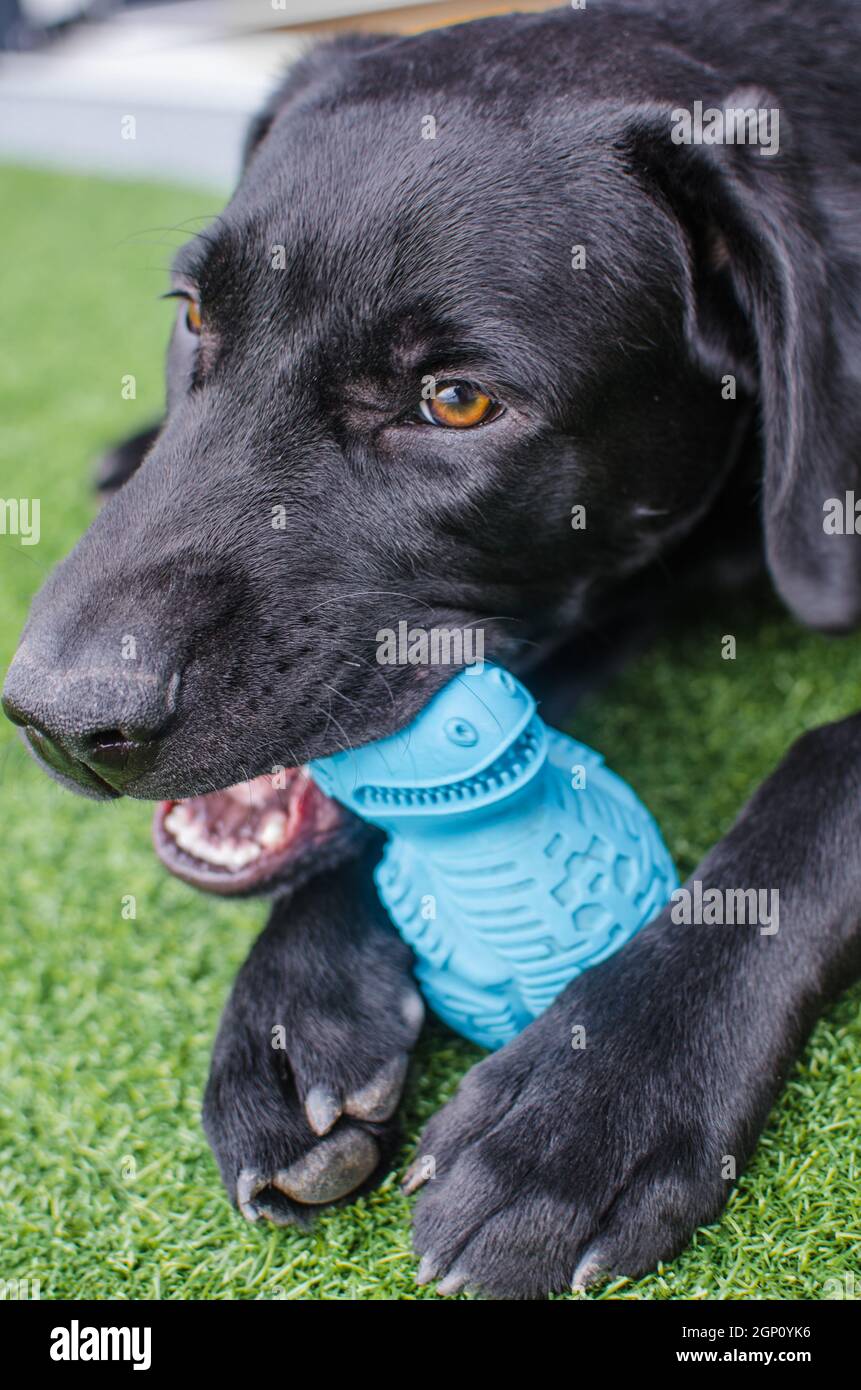 Schwarzer Hund Labrador Retriever Nahaufnahme Gesicht mit intensivem Blick, neutral grasigen Hintergrund spielt mit seinem Spielzeug. Dunkle Schattierungen und schöne Augen Stockfoto