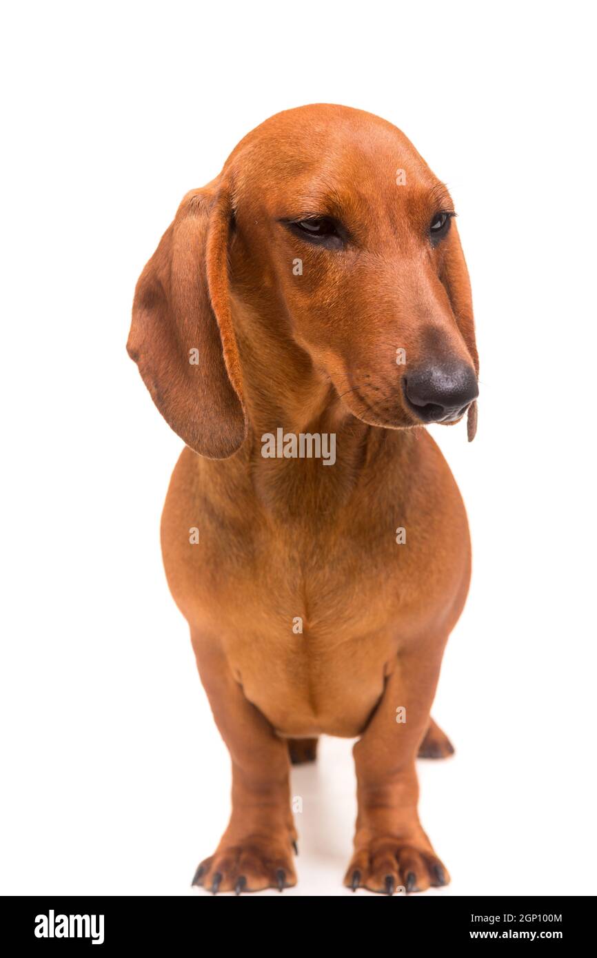 Eine junge und schöne Teckel Welpen, isoliert auf weißem Hintergrund Stockfoto