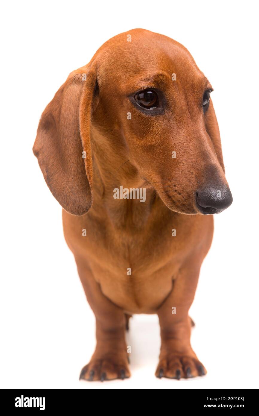 Eine junge und schöne Teckel Welpen, isoliert auf weißem Hintergrund Stockfoto