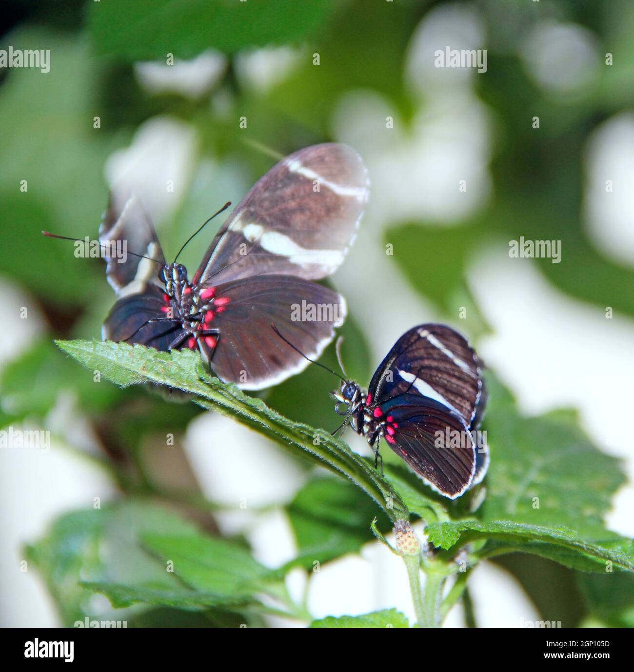 Schmetterlinge mit dunklen Flügeln sitzen auf grünem Laub. Anmutige Schmetterlinge sitzen auf den Blättern des Pflanzenmakros. Schöne Insekten in freier Wildbahn Stockfoto