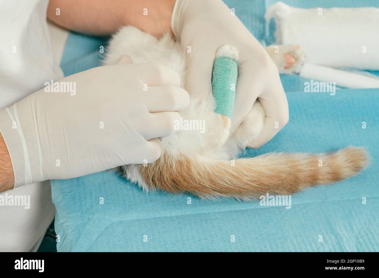 Hände eines männlichen Tierarztes in Handschuhen halten weiße und rotbraune Kätzchen auf dem Tisch zur medizinischen Untersuchung und binden verletzte Pfote mit grüner selbstfixierenden Ba Stockfoto