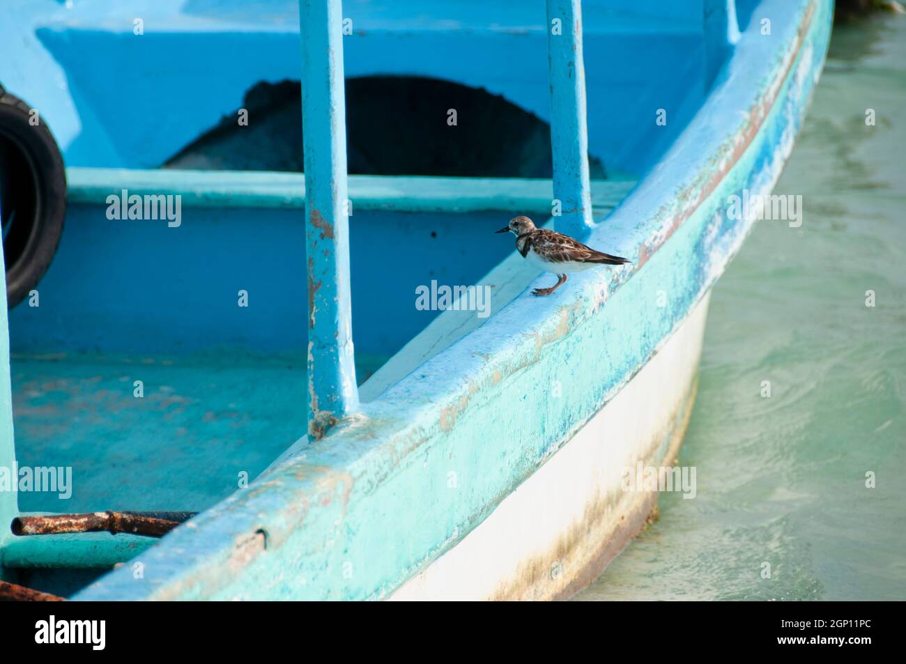 Der kleine Vogel ruht auf einem Fischerboot, das in der Marina von Isla Mujeres, Mexiko, festgemacht ist. Stockfoto