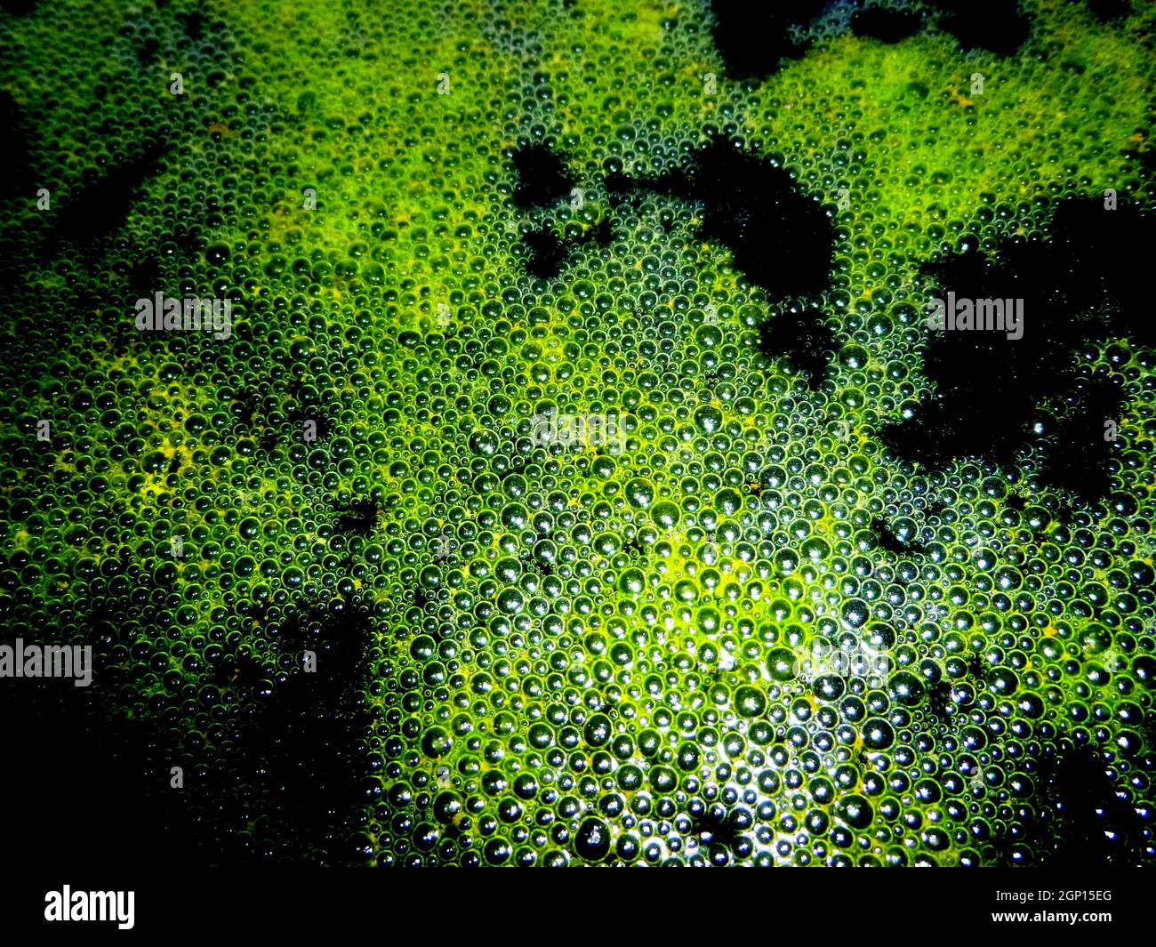 Grüner Schaum und Schaum blasen auf der Wasseroberfläche im Teich