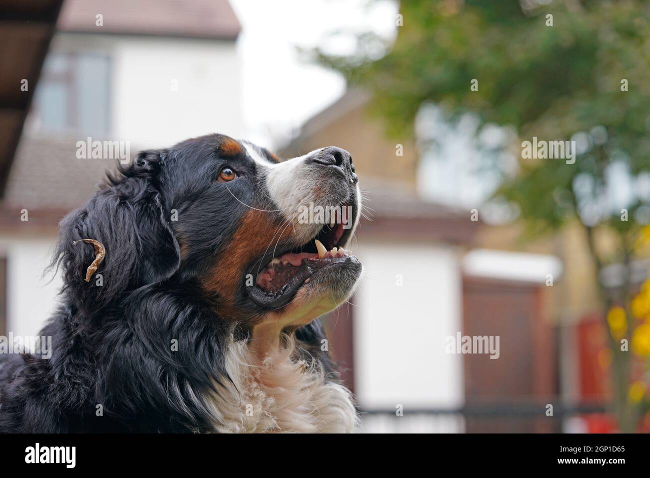 Porträt des Berner Sennenhundes beim Aufschauen, Häuser im Hintergrund Stockfoto