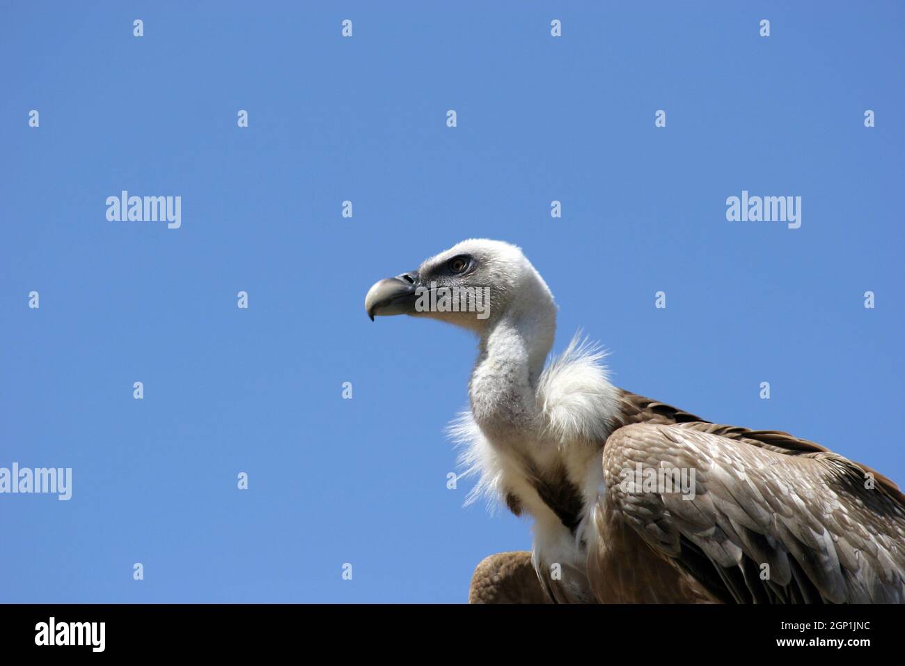 Geier in blauem Hintergrund isoliert Stockfoto