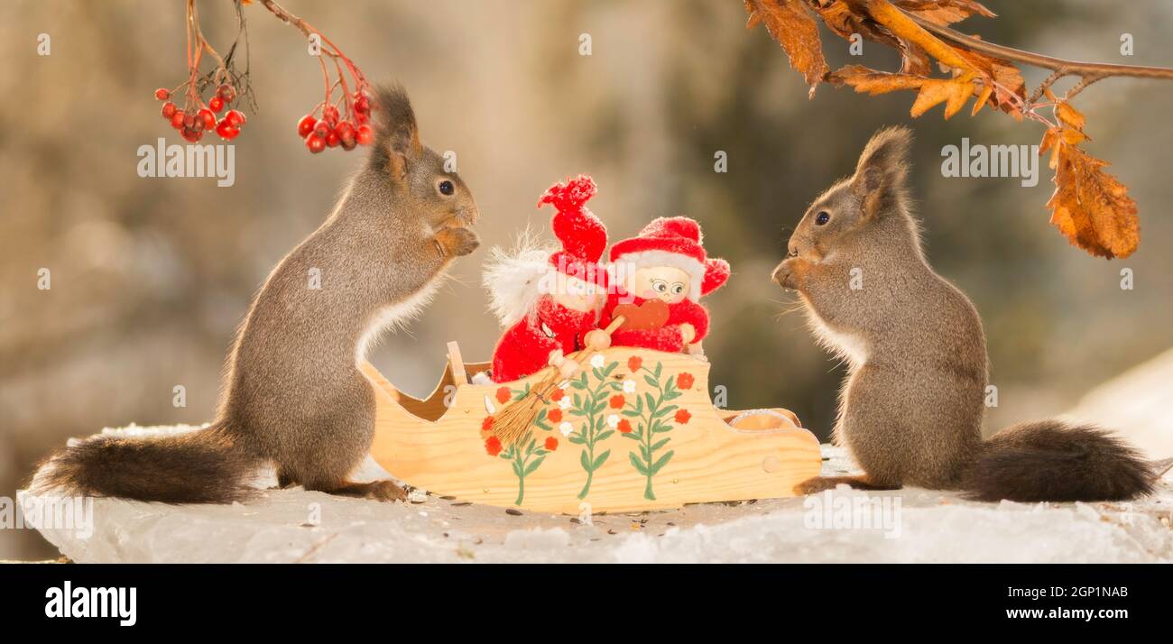 Nahaufnahme von roten Eichhörnchen stehend auf Eis mit einem Schlitten und santa Stockfoto