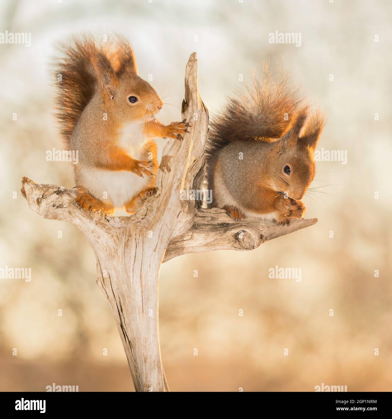 Eichhörnchen halten und auf einem Baumstamm stehend Stockfoto