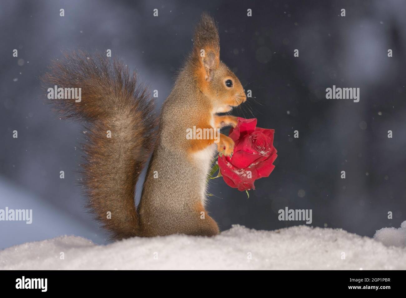 Eichhörnchen zu greifen, auf der Suche und halten eine rote Rose und schneit Stockfoto